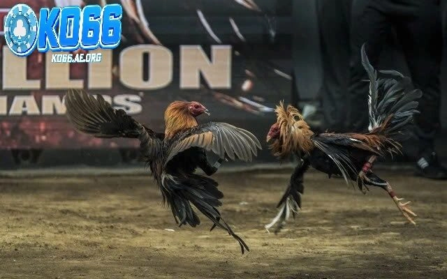 Tìm hiểu về đá gà